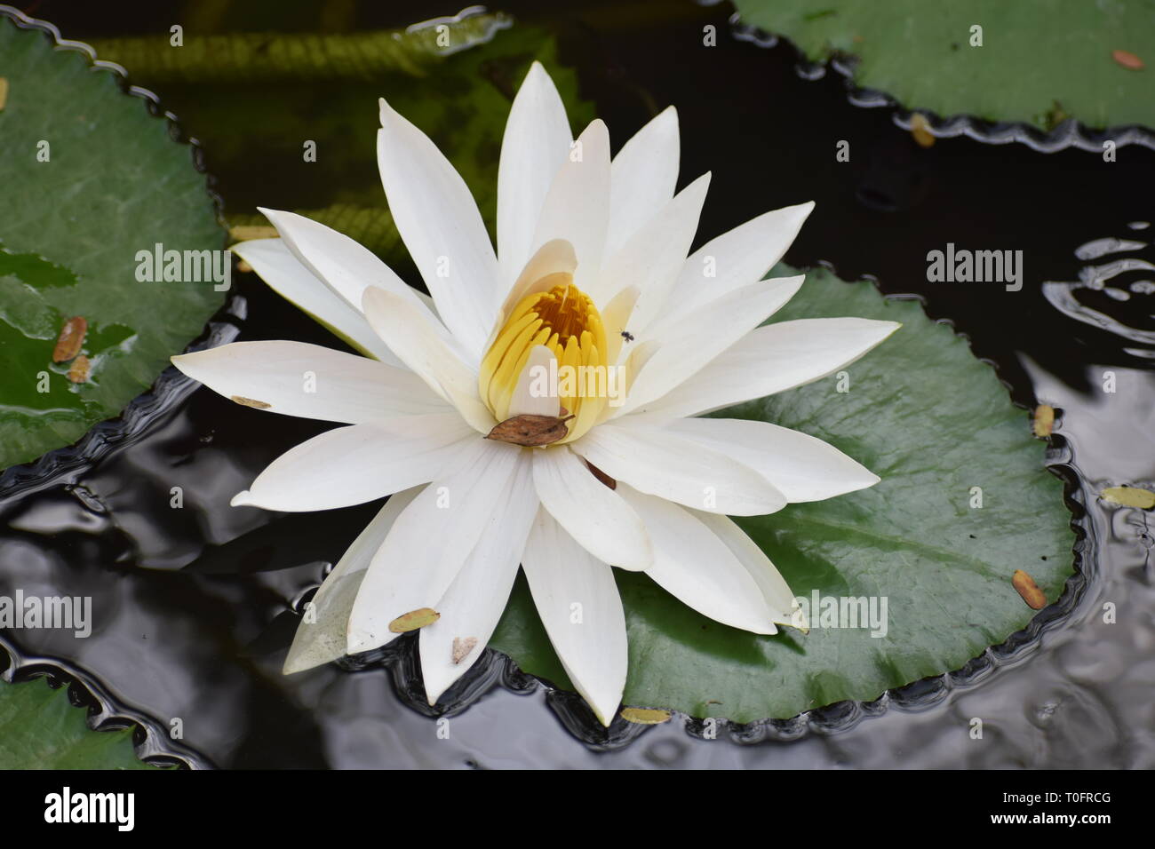 Un insecto volador atraídos a este hermoso loto blanco flotante. Foto de stock
