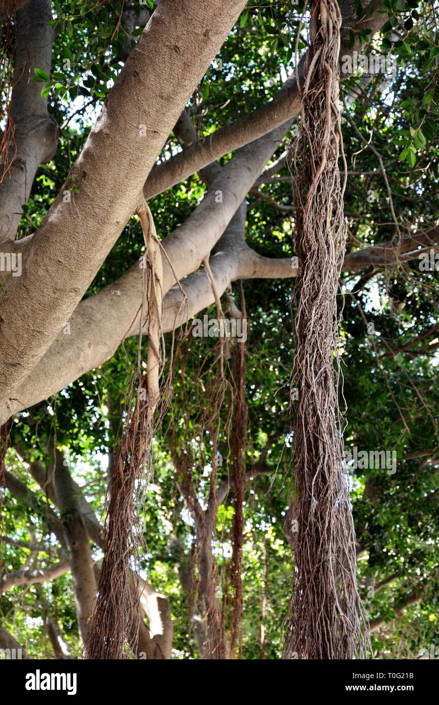 Las raíces que cuelgan en el árbol Fotografía de stock - Alamy