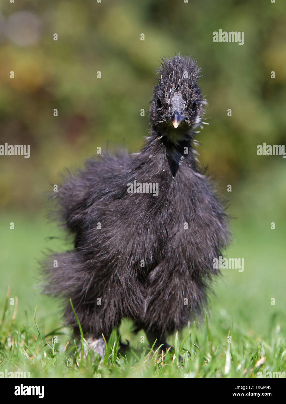 Pollo negro de seda caminando en medio de un frondoso jardín en verano Foto de stock
