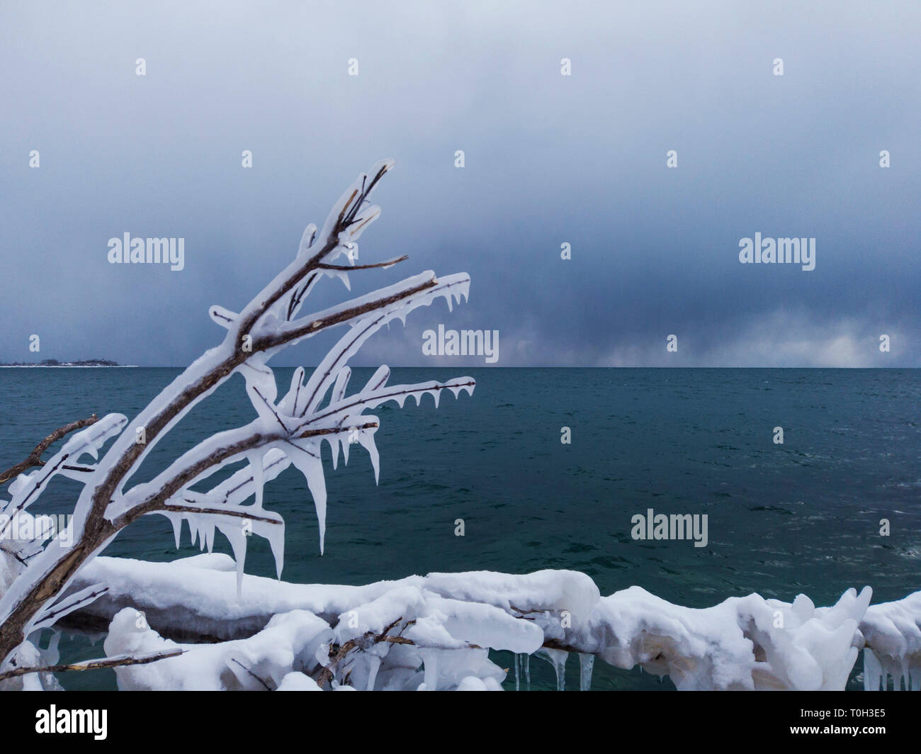 Las ramas de un árbol cubierto de una gruesa capa de hielo en medio de un frío invierno Foto de stock