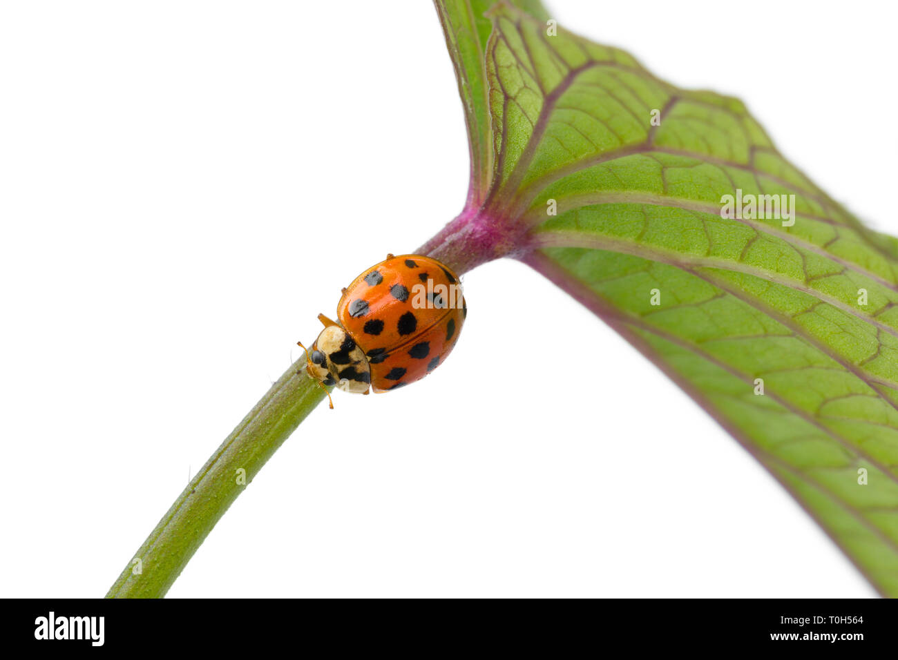 Ladybug en un tallo de una planta en fondo blanco cerrar Foto de stock