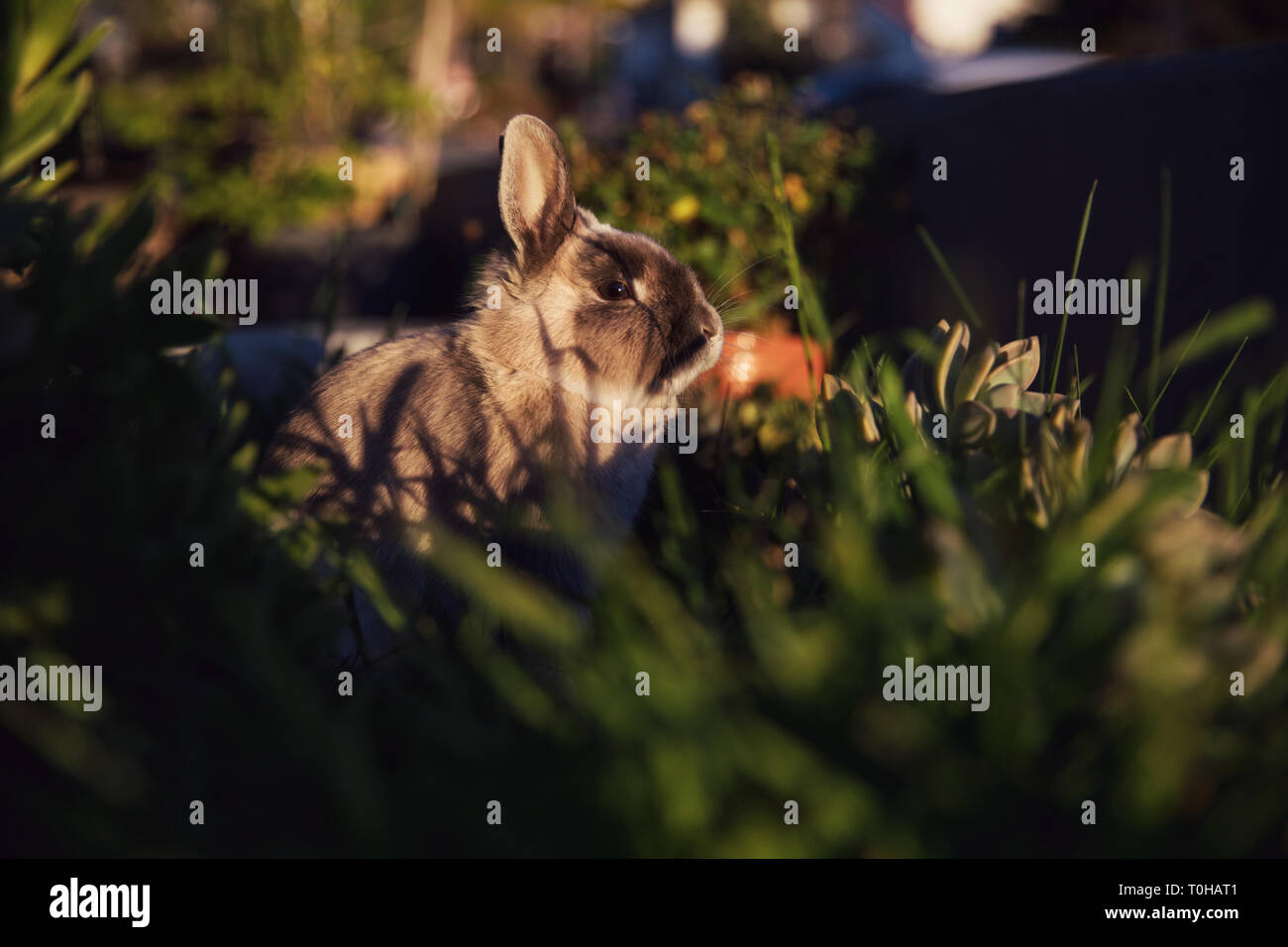 Un moody portait de un conejo enano disfrutando del sol de la tarde en un jardín de hierba. Foto de stock