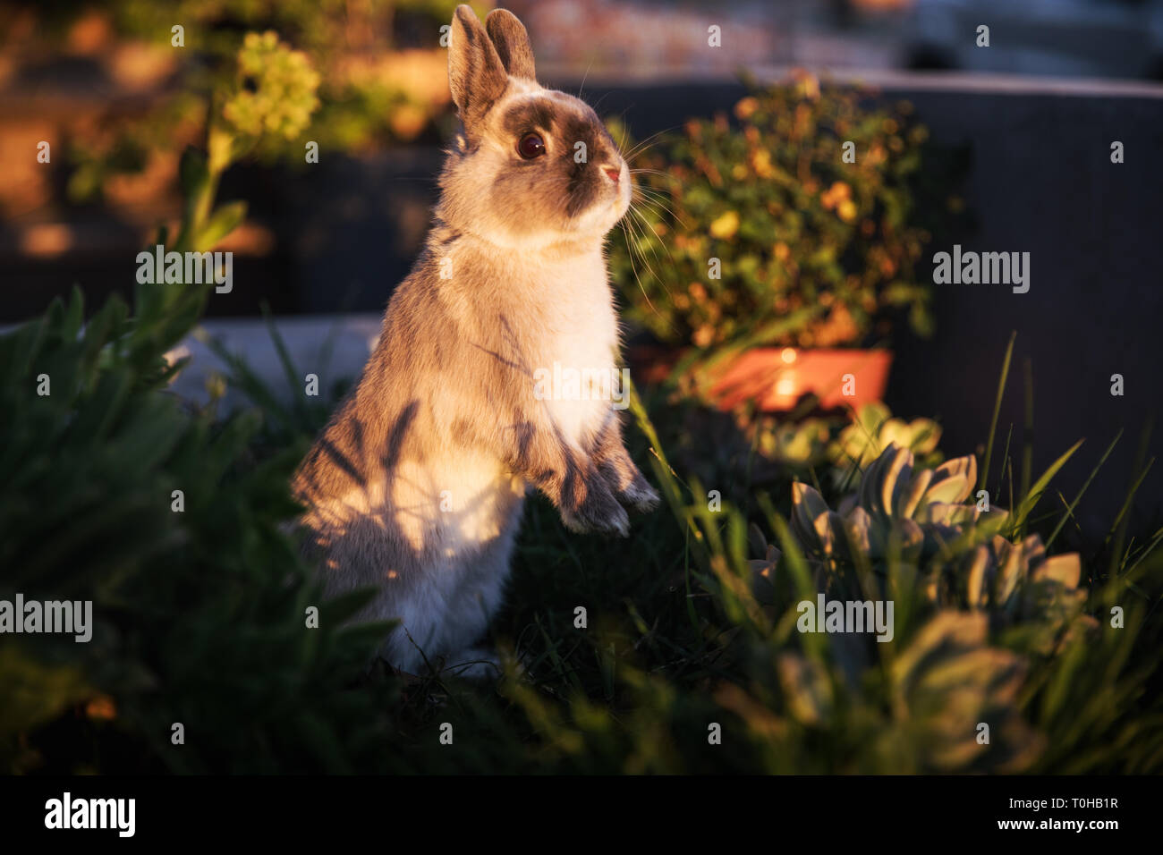 Una enana marrón y gris bunny pararse sobre sus patas traseras en un jardín, buscando escultural y girando hacia la cámara. Foto de stock