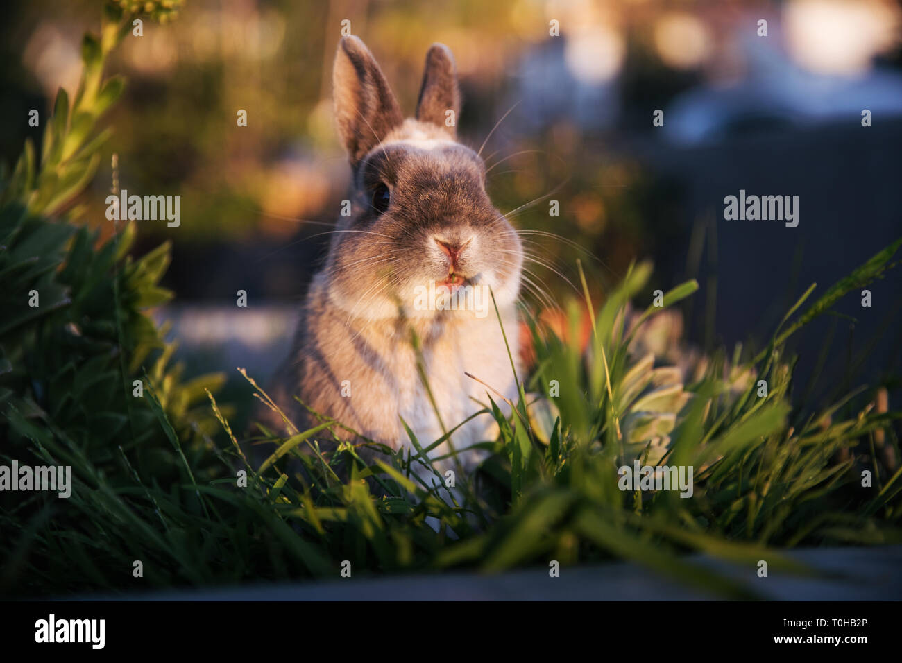 Un conejo enano mirar por encima de la hierba y mirando curiosamente hacia la cámara con la boca ligeramente abierta. Foto de stock