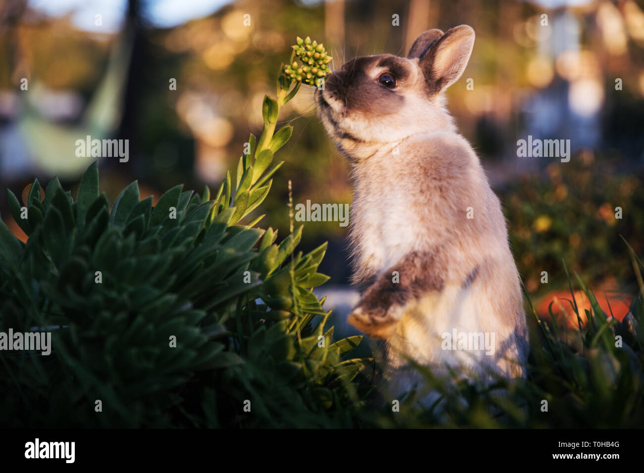 Una enana marrón y gris bunny pararse sobre sus patas traseras en un jardín, buscando escultural. Foto de stock
