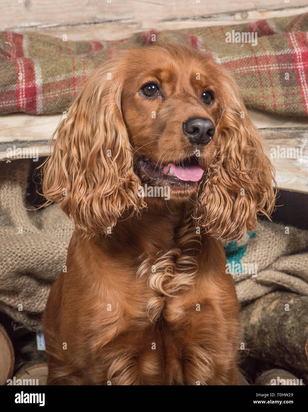 Cocker Spaniel Dorado Ingles Fotos E Imagenes De Stock Alamy Cocker Spaniel Dorado Ingles Fotos E Imagenes De Stock Alamy