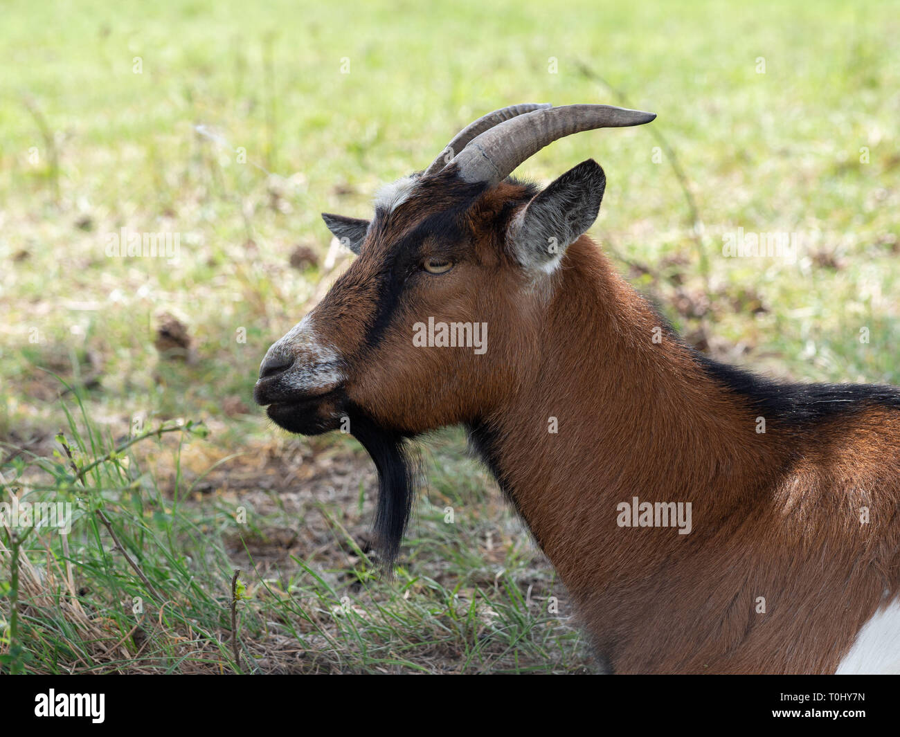 Retrato de cabra Foto de stock