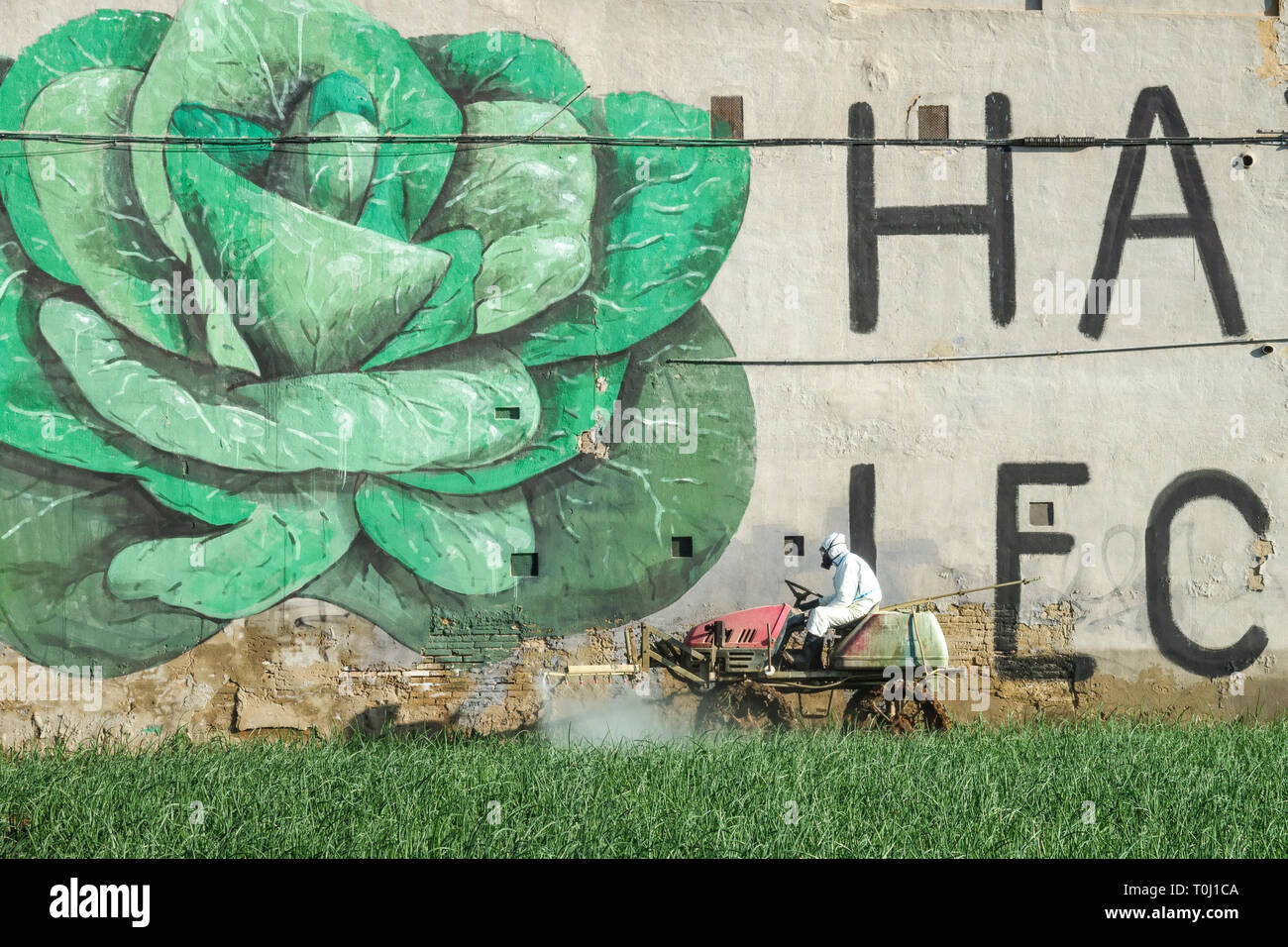 Un granjero en traje protector aplica un spray químico al campo de la cebolla, la inscripción - hay lechuga, granjero de Valencia España en mural Foto de stock