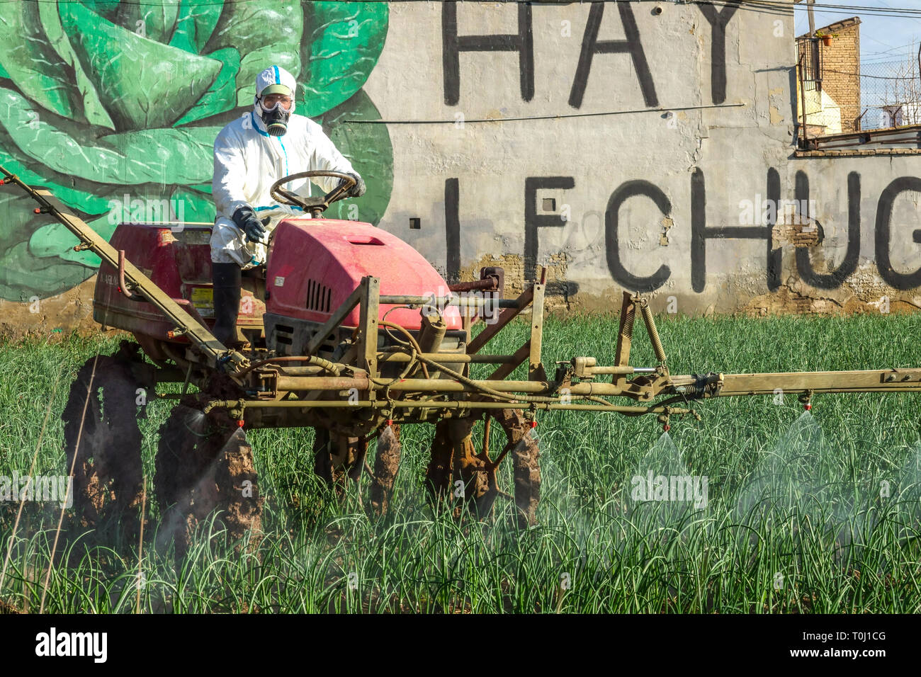 Un agricultor con traje protector aplica productos químicos, rociando al campo de la cebolla, Valencia España agricultora Europa Foto de stock