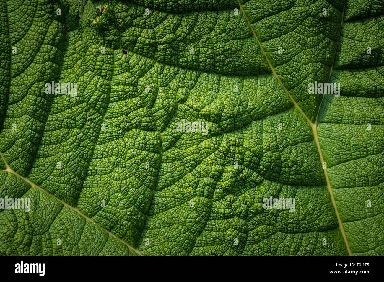 Gunnera - Gunnera manicata comúnmente conocido como el ruibarbo gigante brasileño en el Royal Botanic Gardens de Kew, Londres, Reino Unido. Foto de stock