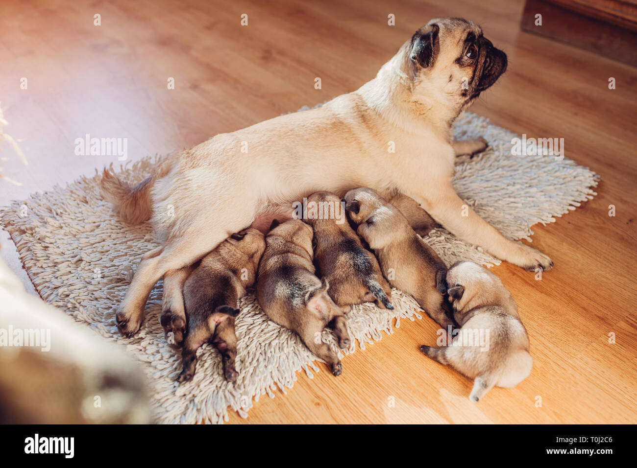 Alimentacion De Seis Perros Pug Cachorros En Casa Los Cachorros De Chupar La Leche Perro Acostado Sobre Una Alfombra Con Ninos Fotografia De Stock Alamy
