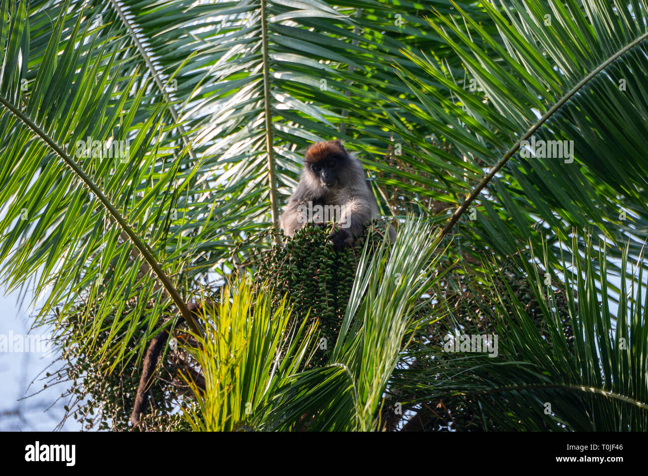 Mono colobo rojo de Uganda (Procolobus tephrosceles) alimentación en palma datilera, humedales, santuario de Bigodi Magombe Pantano, al Suroeste de Uganda, África Oriental Foto de stock