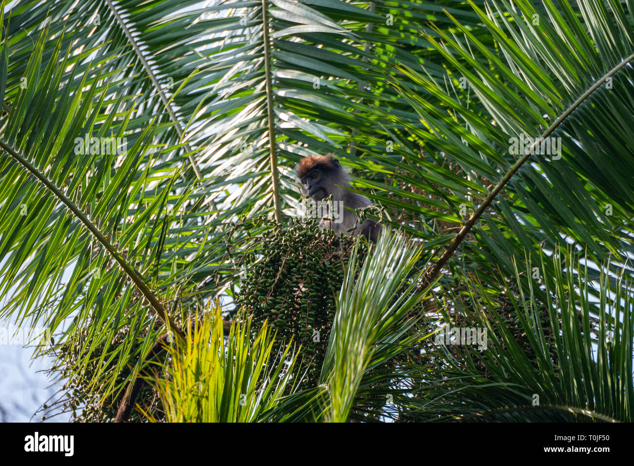 Mono colobo rojo de Uganda (Procolobus tephrosceles) alimentación en palma datilera, humedales, santuario de Bigodi Magombe Pantano, al Suroeste de Uganda, África Oriental Foto de stock