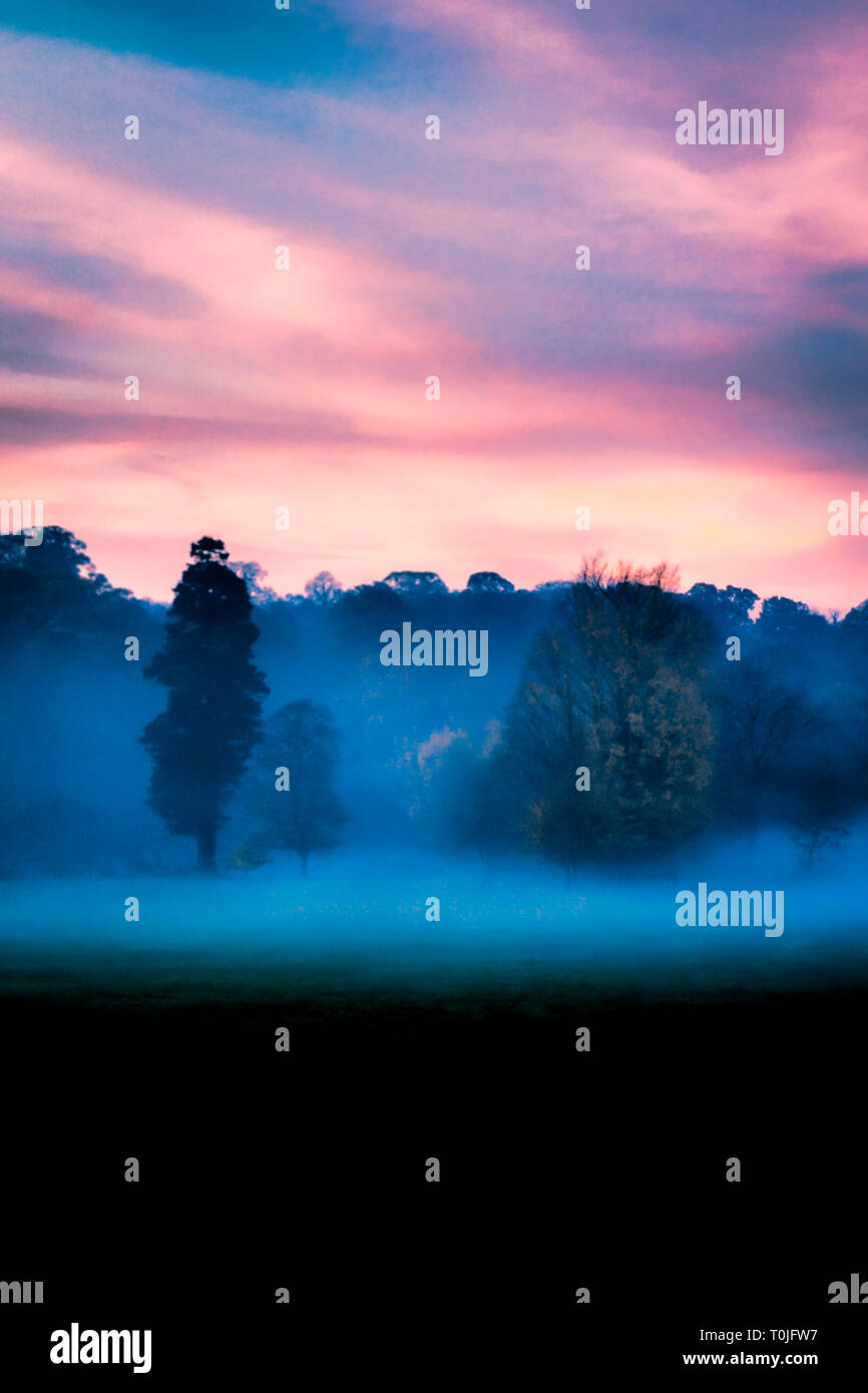 Grano morado, rosa y azul escena de bosque, árboles con neblina al anochecer, oscuro en primer plano, apto para una cubierta de libro o tarjetas de felicitación Foto de stock