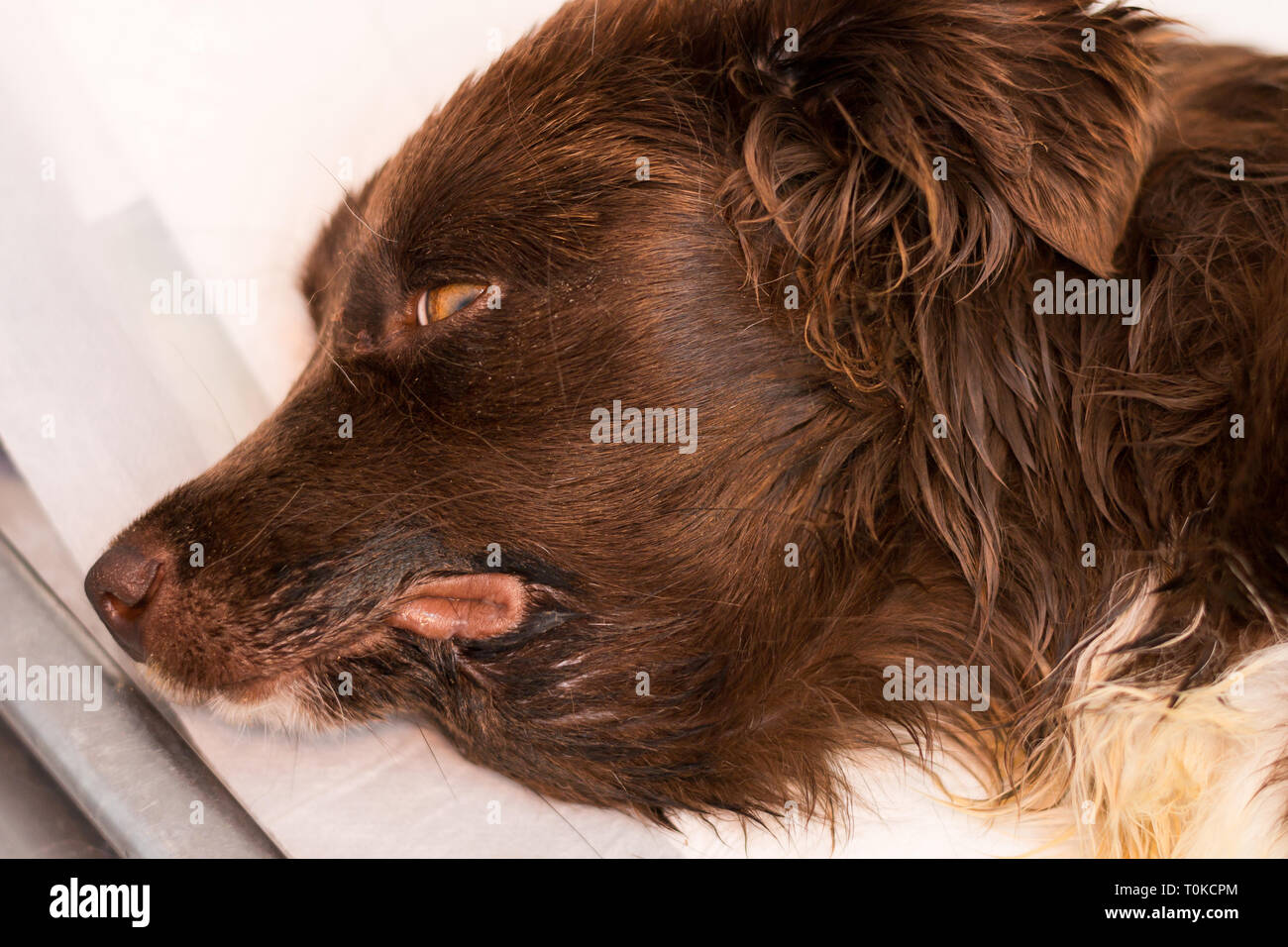 Edema submandibular en un perro con insuficiencia renal grave Fotografía de  stock - Alamy