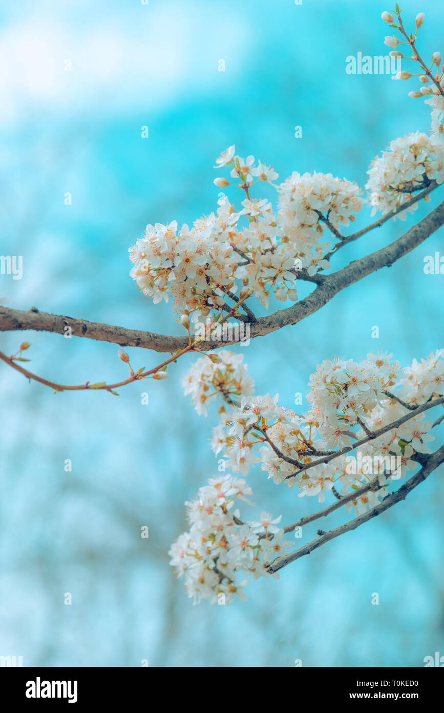 Los cerezos silvestres florecen en primavera, la belleza de la naturaleza Foto de stock