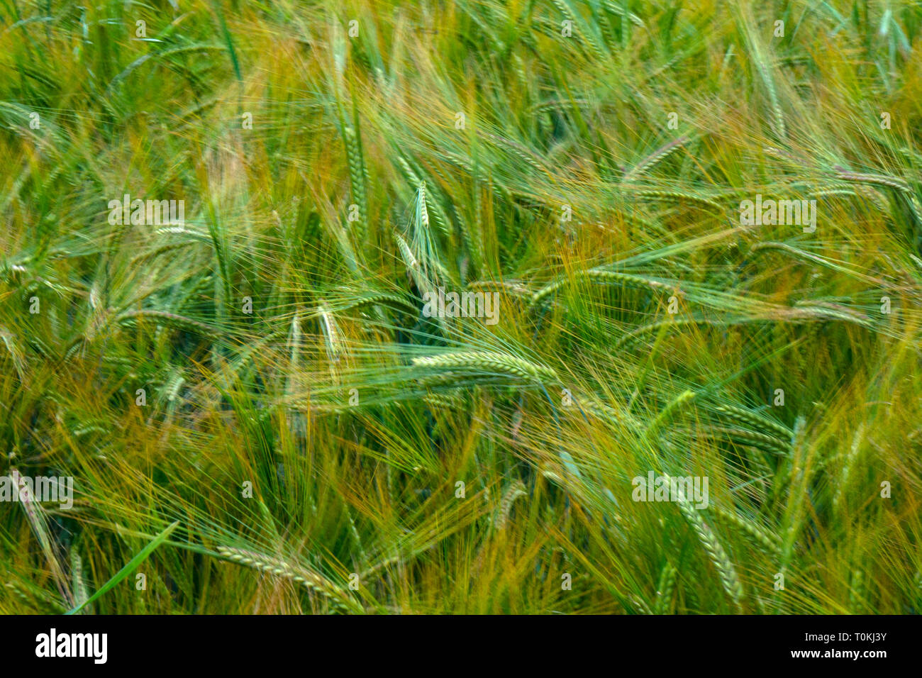 Ventoso campo de cebada en la campiña inglesa Foto de stock