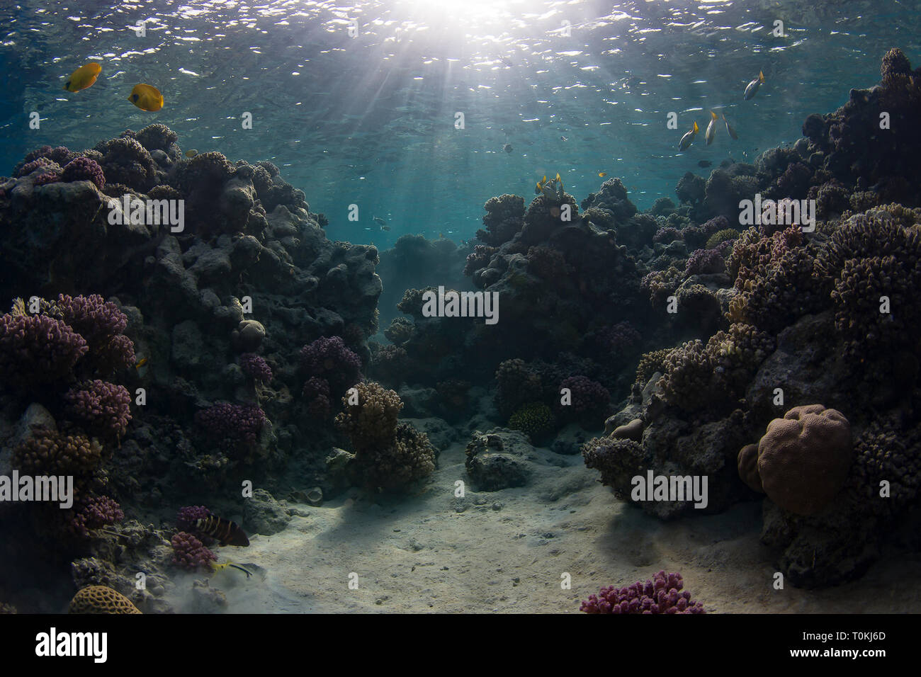 Amanecer en Marsa Nakari arrecifes de coral en el Mar Rojo, Egipto Foto de stock