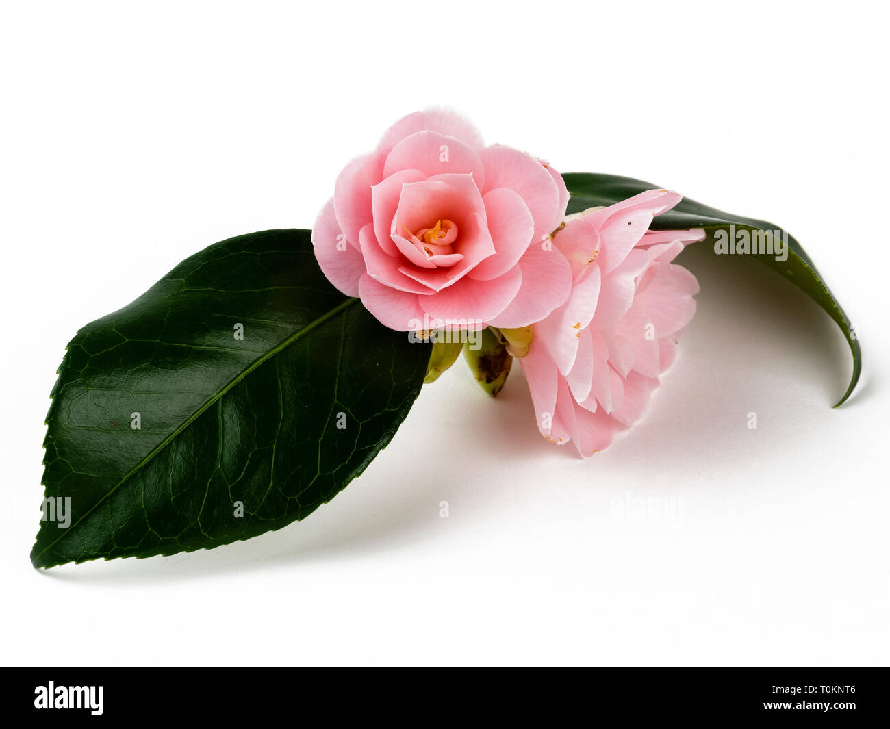 Flores dobles de la semi-doble rosa Camellia japonica 'Magnoliaeflora' sobre un fondo blanco. Foto de stock