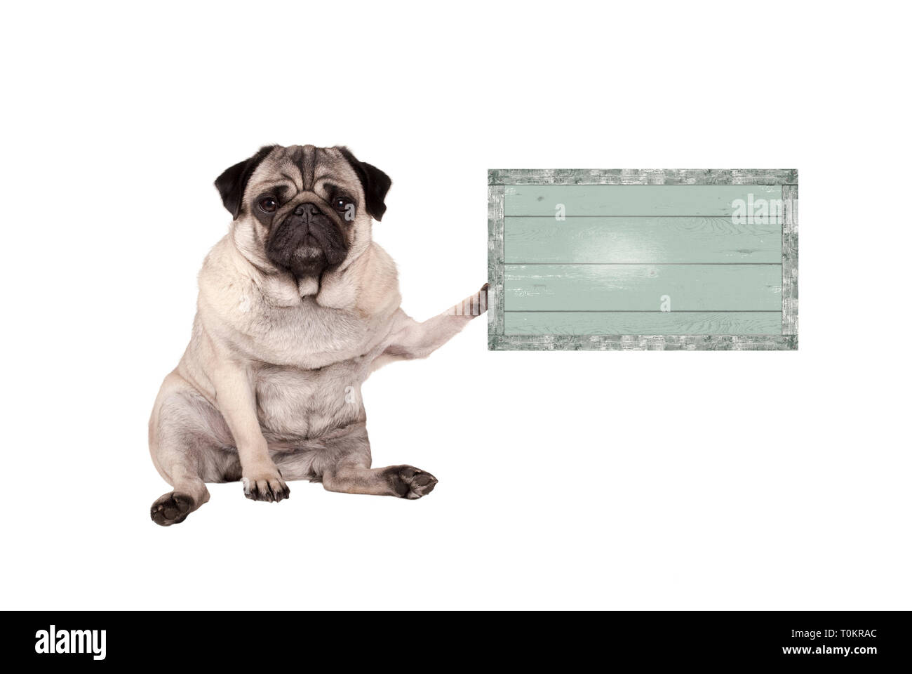 Lindo perrito pug malhumorada, sentándose en el suelo, sosteniendo capeado vintage letrero de madera verde, aislado sobre fondo blanco. Foto de stock