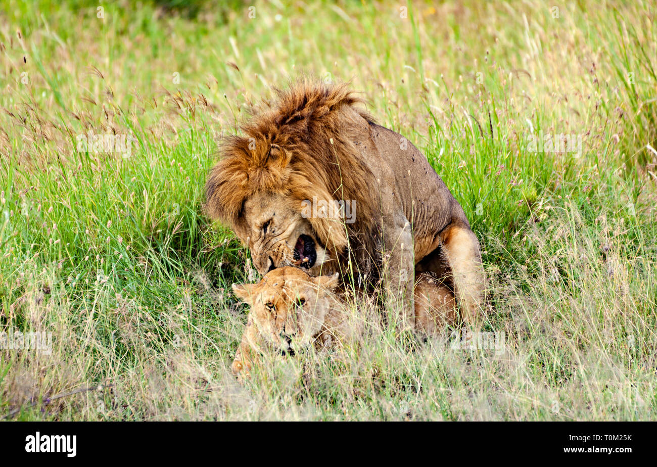 Apareamiento de leones Foto de stock