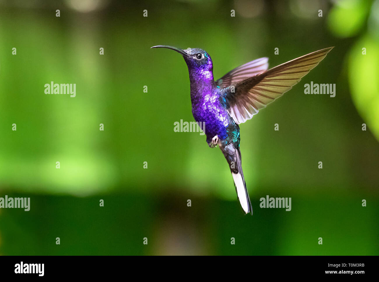 Violet sabrewing (Campylopterus hemileucurus), macho adulto, en vuelo. El Parque Nacional de Monteverde, Costa Rica. Foto de stock