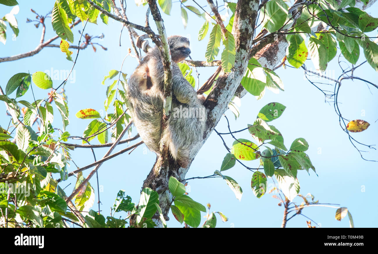Brown-throated perezoso (Bradypus variegatus), un tipo de perezoso de tres dedos, sentado en un árbol en la Península de Osa, Costa Rica. Foto de stock