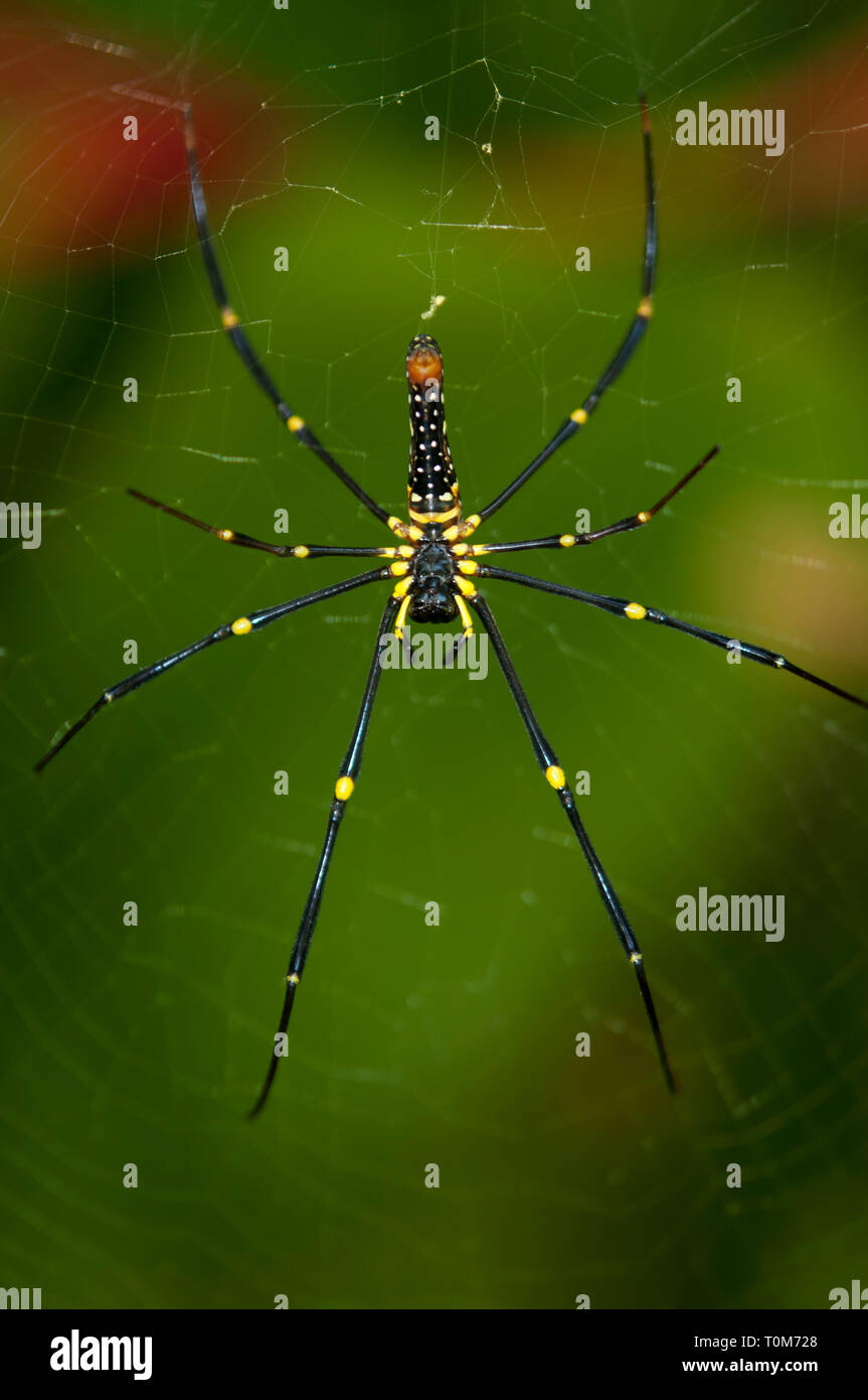 Hembra de araña tejedora dorada, Nephila pilipes, en web, Klungkung, Bali, Indonesia Foto de stock
