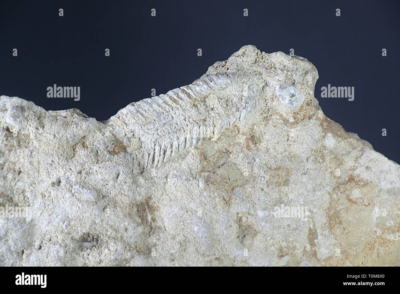 A partir de fósiles de trilobites silúrico Saarenmaa, Estonia Foto de stock