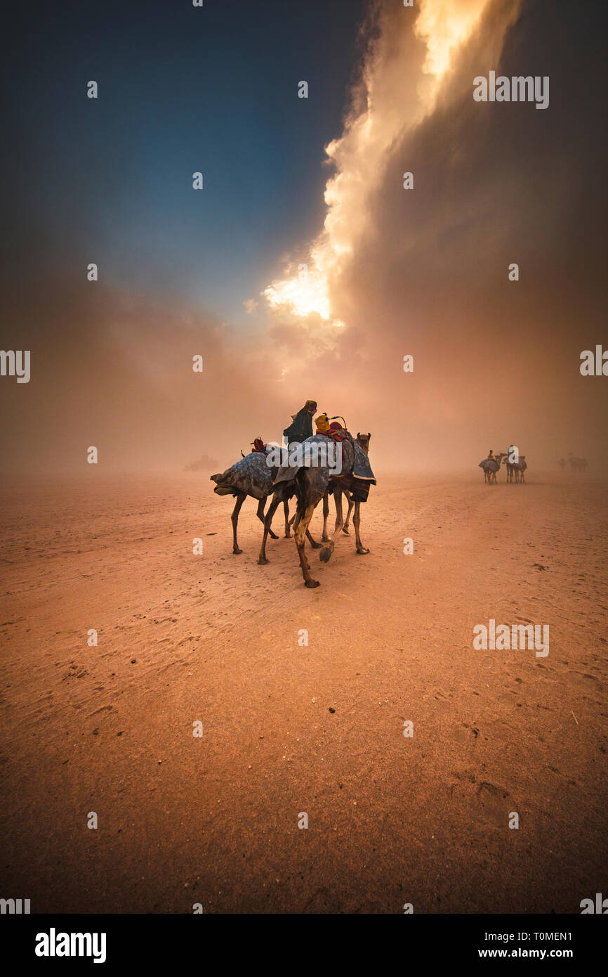 Carrera de camellos en Arabia Saudita Foto de stock