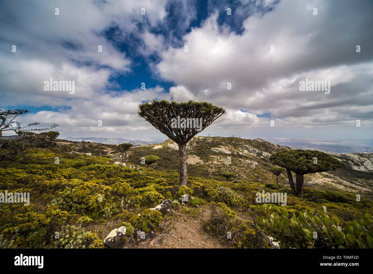 Socotra island plants fotografías e imágenes de alta resolución - Alamy Socotra island plants fotografías e imágenes de alta resolución - Alamy