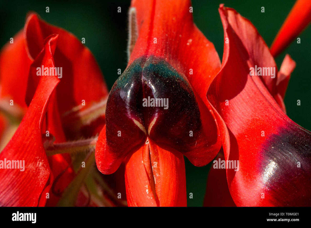 Primer plano de Sturt, arveja Swainsona formosa flor Foto de stock