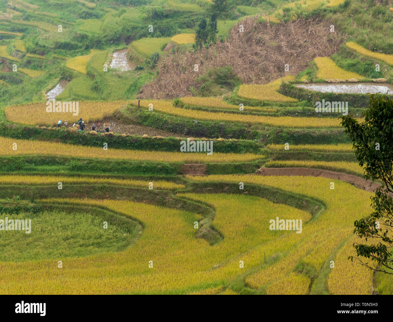 Terrazas de arroz, Yuanyang, provincia de Yunnan, China Foto de stock