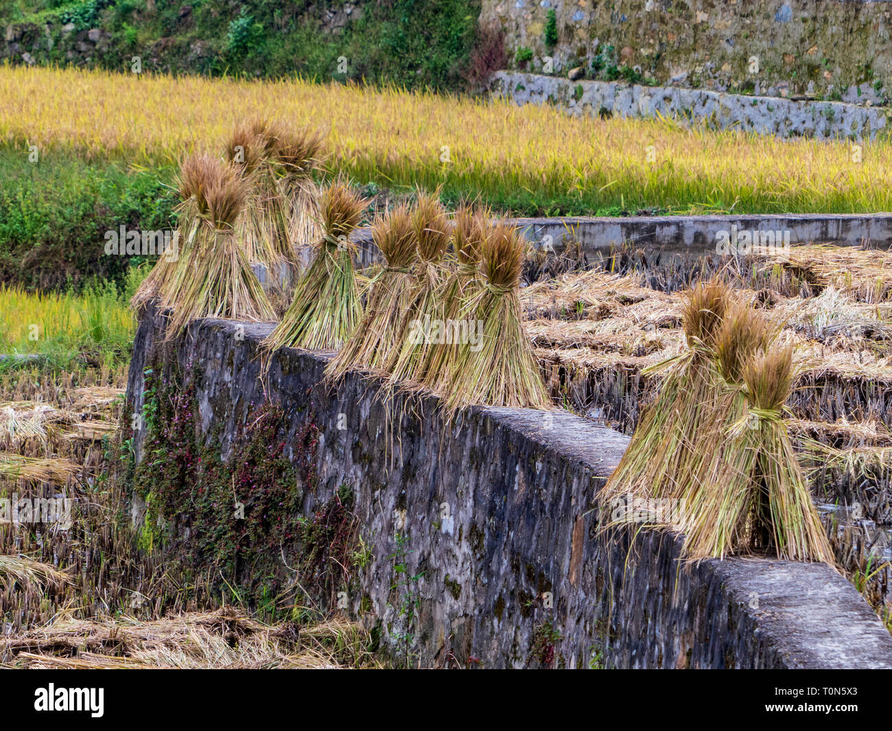 Las cosechas de arroz en los arrozales, Yunnan, China Foto de stock