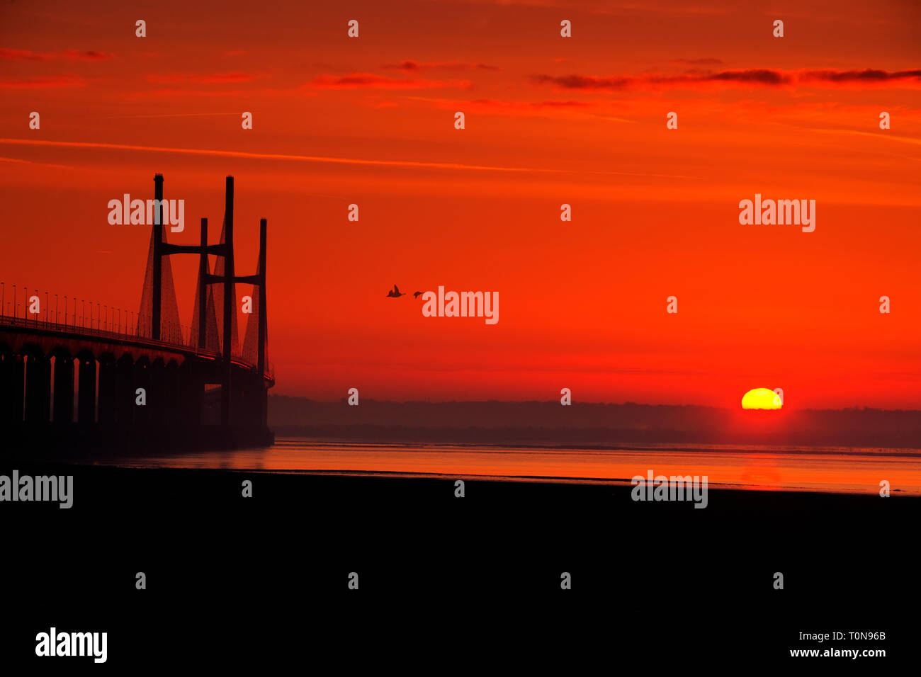 Gran Bretaña, Gales, río Severn. Severn Bridge y gansos en Sunrise, montando uno de los mayores rangos de marea en el mundo. Foto de stock