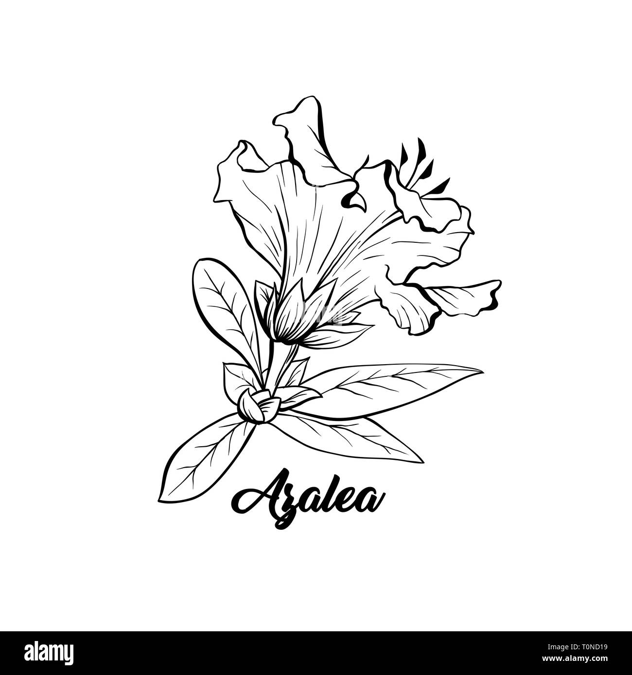 Azalea, Ericaceae japonica flor ilustración dibujada a mano. Hermosa planta  florece la tinta de bolígrafo sketch. Esquema de Freehand flor floral  grabado. Tarjeta de felicitación de elemento de diseño aislado monocromo  Imagen