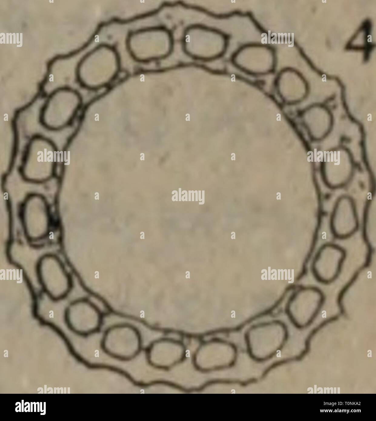 Dong Bei Bei Dong Zhi Yong Yao Yao Zhi Yong Wu Zhi Dongbeiyaoyongzh00liuz Ano 1950 E 7ee Equisetum Arvonse L 1 Ae Ca E C ºfta Affiac 0i A1 2 Ae A Kae I 3 A Ae A µeca Cµ I B A Cµ Ae C A Ae A Ha C 8ae E Equisetnm Hyemale L A E Cca E