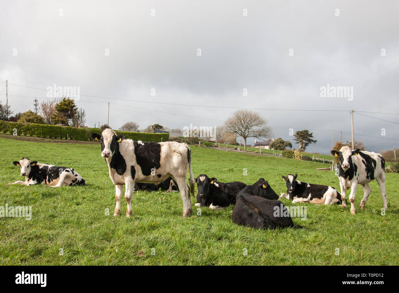 La Bahía de Fennell, Cork, Irlanda. 21 Mar, 2019. El Reino Unido es el principal mercado para la carne de vacuno irlandesa, ya que representó más del 57% de las exportaciones de carne de vacuno irlandesa en 2015. Carne extorsiona desde Irlanda hasta el Reino Unido está valorado en casi 1.100 millones de euros al año y ahora es una preocupación para los agricultores con Brexit inminente. La imagen muestra el yearling pastan en una granja en la Bahía de Fennell, Co. de Cork, Irlanda. Crédito: David Creedon/Alamy Live News Foto de stock