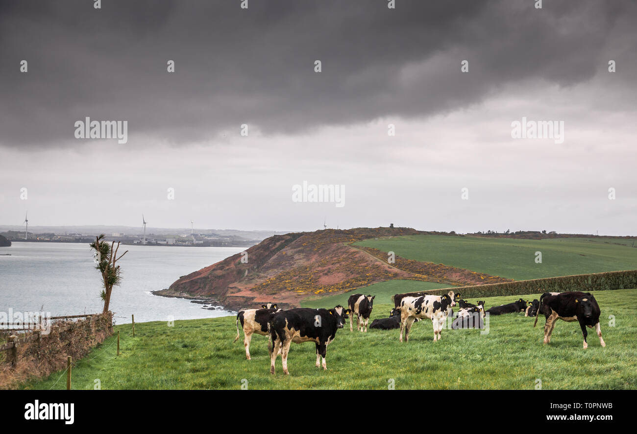 Whitegate, Cork, Irlanda. El 22 de marzo de 2019. El Reino Unido es el principal mercado para la carne de vacuno irlandesa, ya que representó más del 57% de las exportaciones de carne de vacuno irlandesa en 2015. Carne extorsiona desde Irlanda hasta el Reino Unido está valorado en casi 1.100 millones de euros al año y ahora es una preocupación para los agricultores con Brexit inminente. La imagen muestra el pastoreo de ganado en una granja con vistas al puerto en Whitegate Co., Cork, Irlanda. Crédito: David Creedon/Alamy Live News Foto de stock