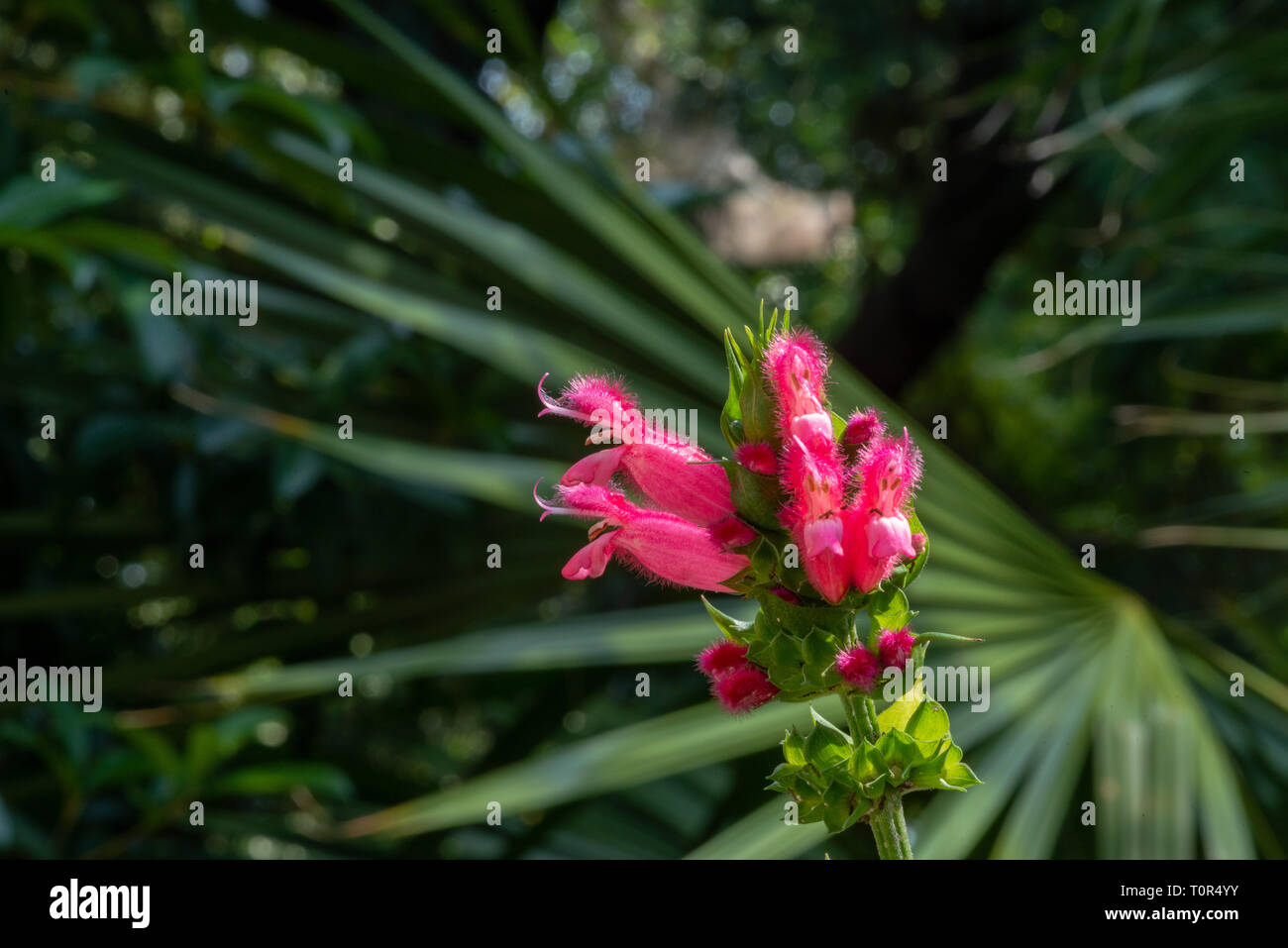 Flores aterciopeladas fotografías e imágenes de alta resolución - Alamy
