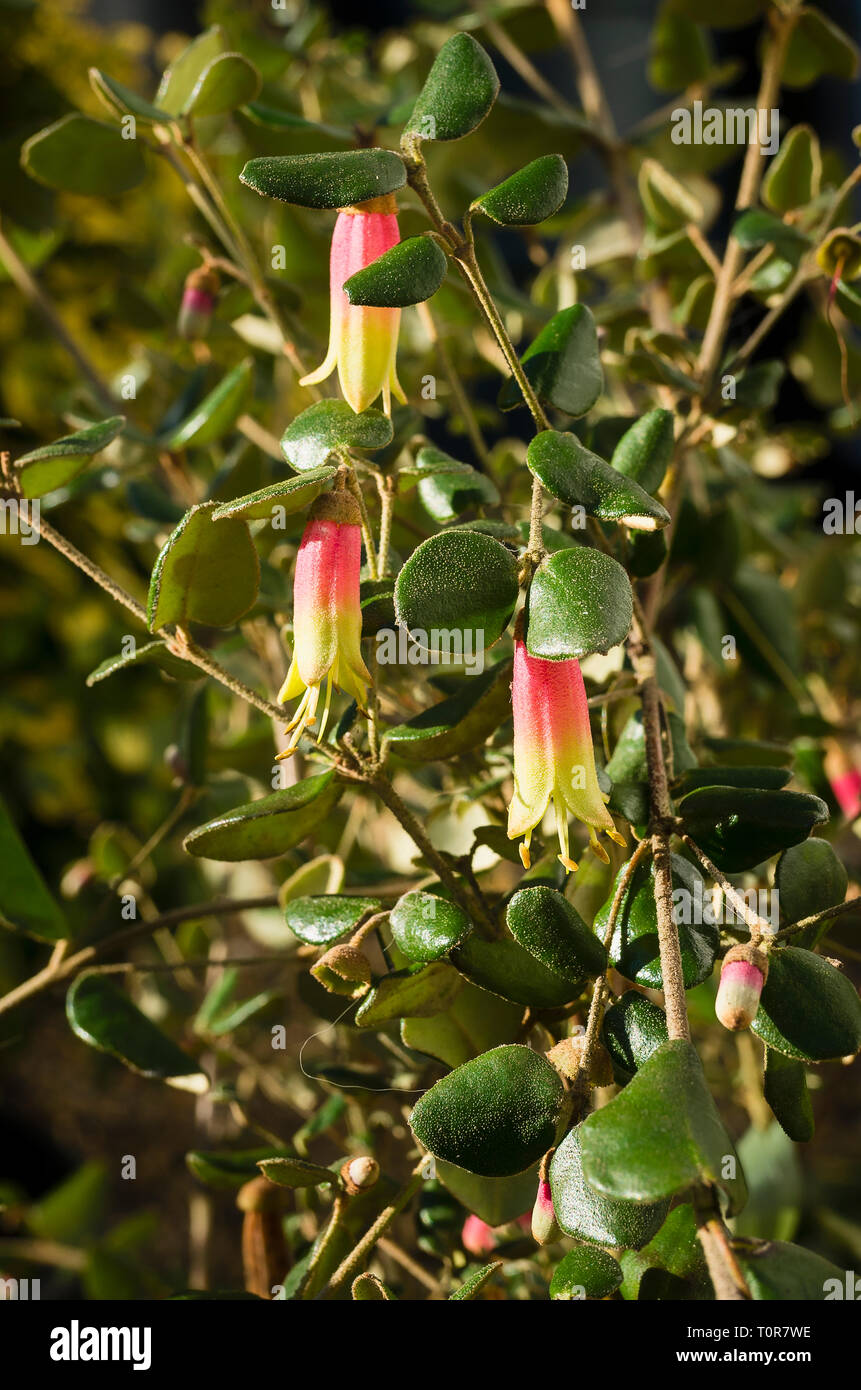 Correa Marions Marvel en flor durante los meses de invierno en un jardín inglés en el REINO UNIDO Foto de stock