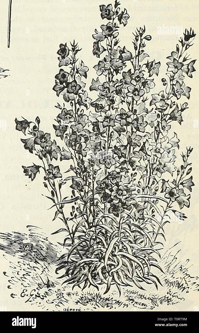 Dreer's garden libro 1905 Dreer's garden book : 1905 dreersgardenbook1905henr Año: 1905 Calen'dul. Meteor. CAI.I.IOPSIS. Llamativas y hermosas flores libre anuarios, florece durante todo el verano, excelente para cortar un<l mnssiuij. (Ver corte.) por pit. 1701 Coronata. Vistosas flores de color amarillo puro grande; excelente para sus arriates. Por oz., 30 cts, 5 1702 Ola Qoiden {Drummon- DII). Lrge, rico, amarillo-dorado- bajo Flores, con el castaño- centros oscuros, producidos en gran abundancia. Un borde de esta abierta en la luz del sol parece una línea de oro. I'er oz., 25 c 5 1706 Hybrida superba. Vistosas liybrids nuevo, f Foto de stock