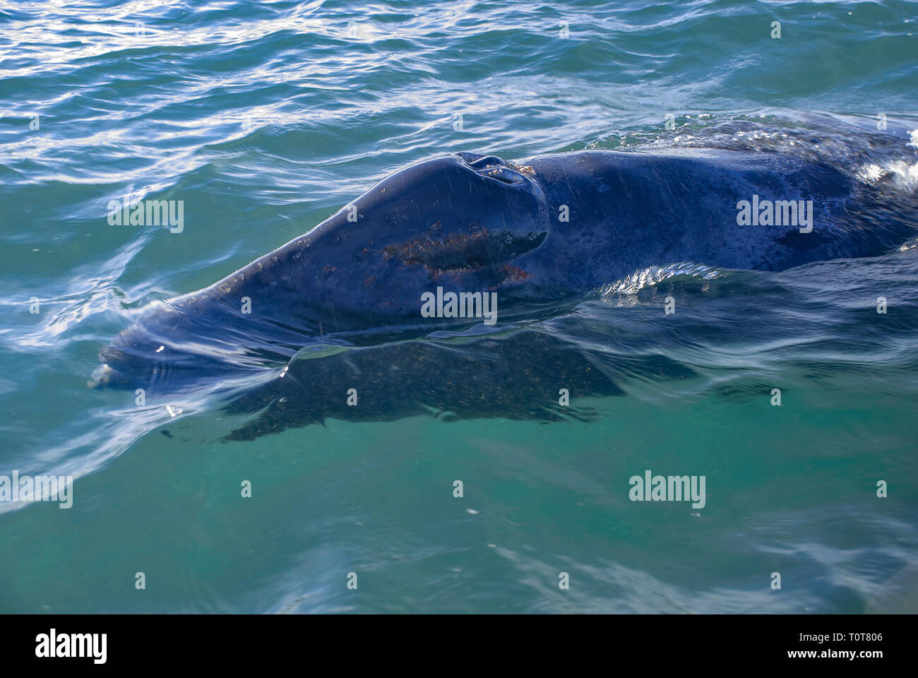 Las ballenas grises (Eschrichtius robustus) en el invierno de su laguna de parto a Adolfo López Mateos, en Baja California, en la costa Pacífico de México. Foto de stock