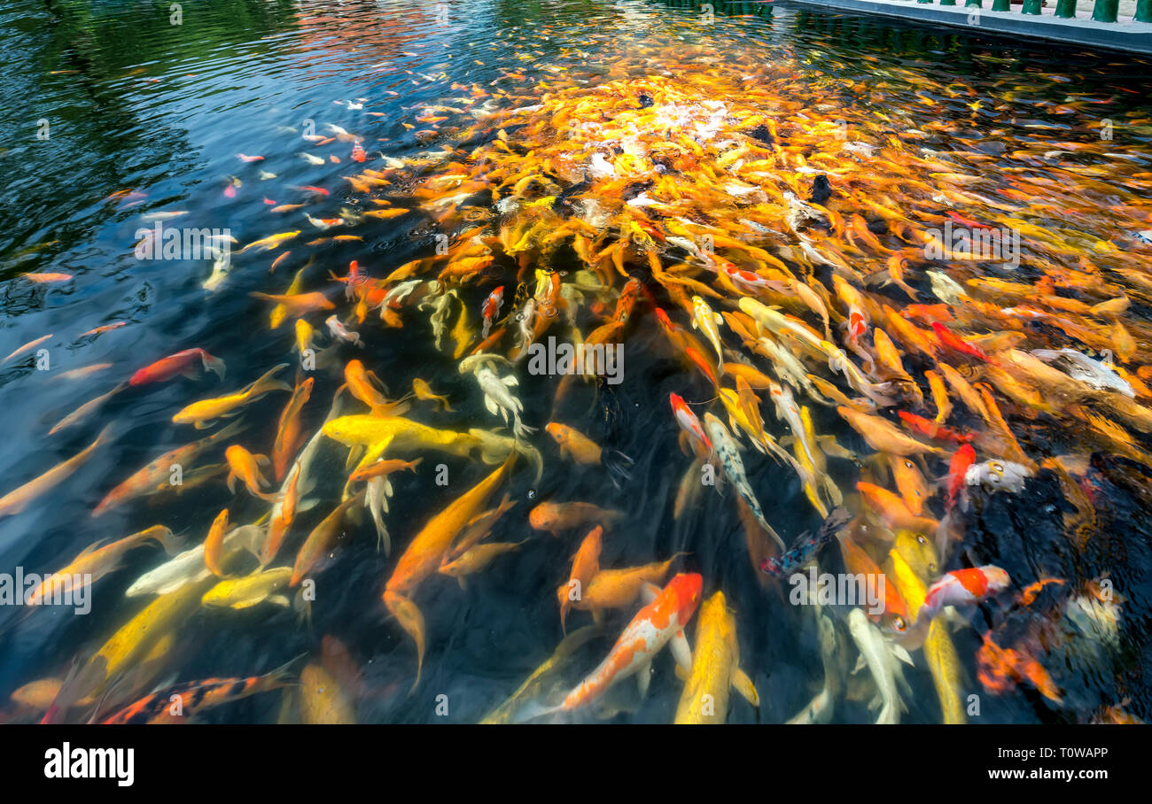 Coloridas carpas koi o carpa de fantasía grupo de peces en un estanque  Fotografía de stock - Alamy