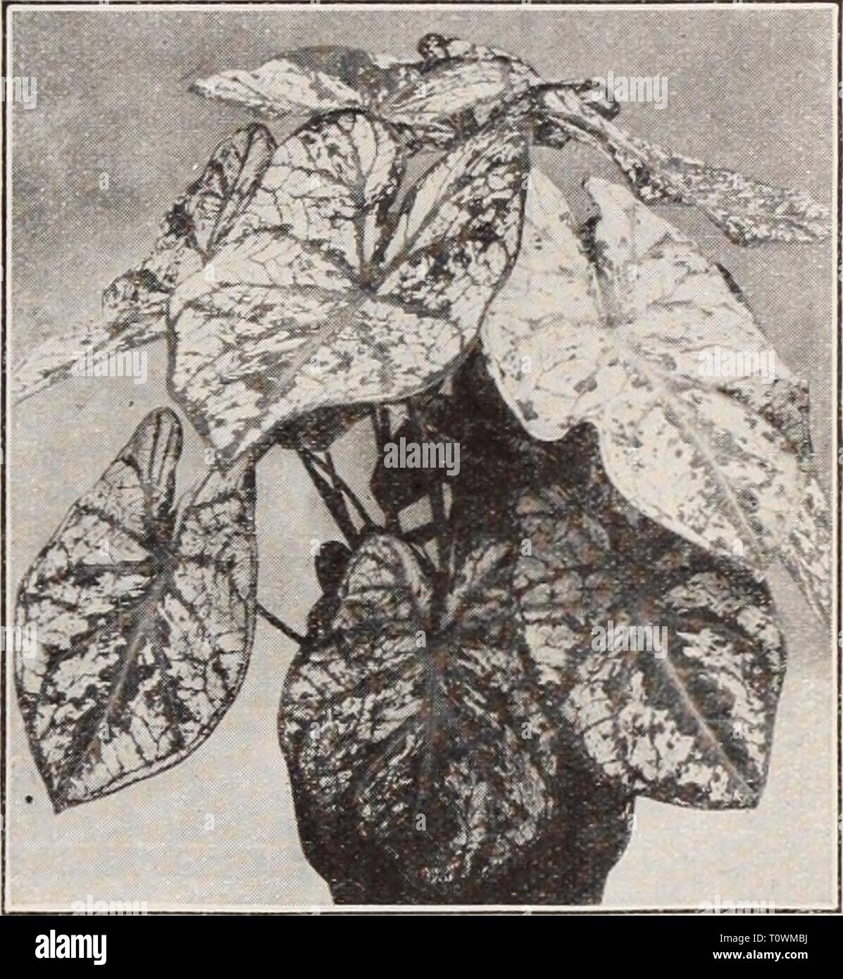 Dreer's garden libro Henry Dreer's garden book / Henry A. Dreer.  dreersgardenbook1931dree Año: Hardy Begonia Begonia Evansiana  Tuberous-Rooted Evansiana Hardy un guapo y distintas especies de Java que  va creciendo desde 2