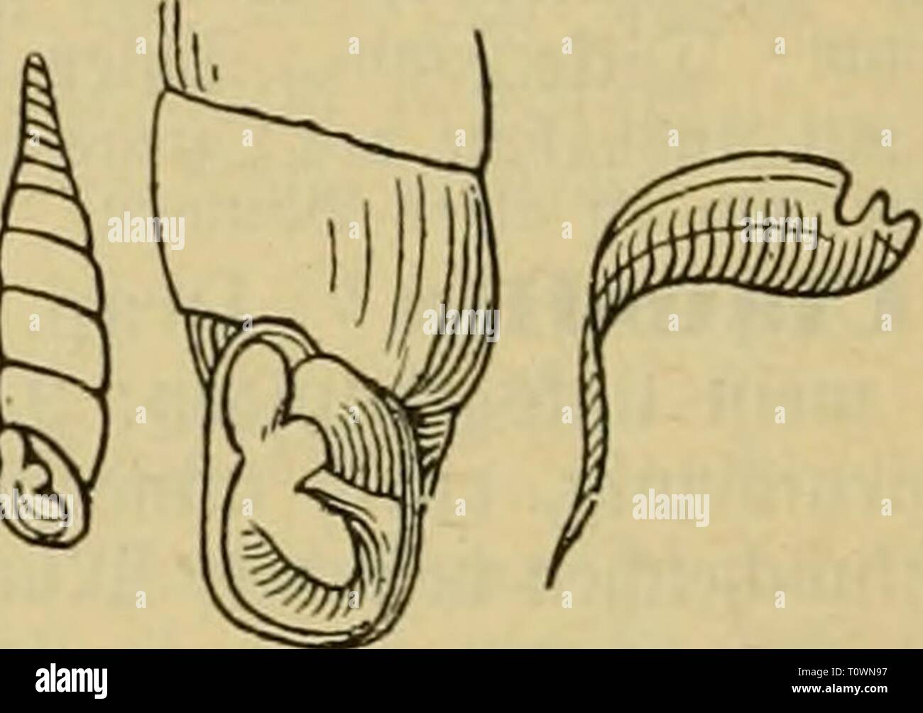El Dr. Johannes Leunis der Dr. Johannes Leunis Sinopsis Sinopsis der thierkunde. Ein Handbuch für höaquí lehranstalten und für alle, welche sich wissenschaftlich mit der naturgeschichte der thiere beschäftigen wollen drjohannesleuni01leun Año: 1883 890 3ootogie obec 9^atuvgcid)ic^te beö 2£)10^3, eid §. 692. (Gc^alc gafi gans giatt cter fein= geftreift; 'Schale ftavt geftreift ober geri^'ivt; me falte lltcnts^cvl^aitt-en; BCR Uckrftdjt QJrup^jcn. [Sd^lieüfncdjctc^ne ftarf oueigcfc^nitten; DDionbfalte I FCF)a. Marpressa. Nic ^^t au^gefc^nitten;tgJJ^,βt,faIt5 fe(,^ Fusülus. _ ^ ^ â Foto de stock