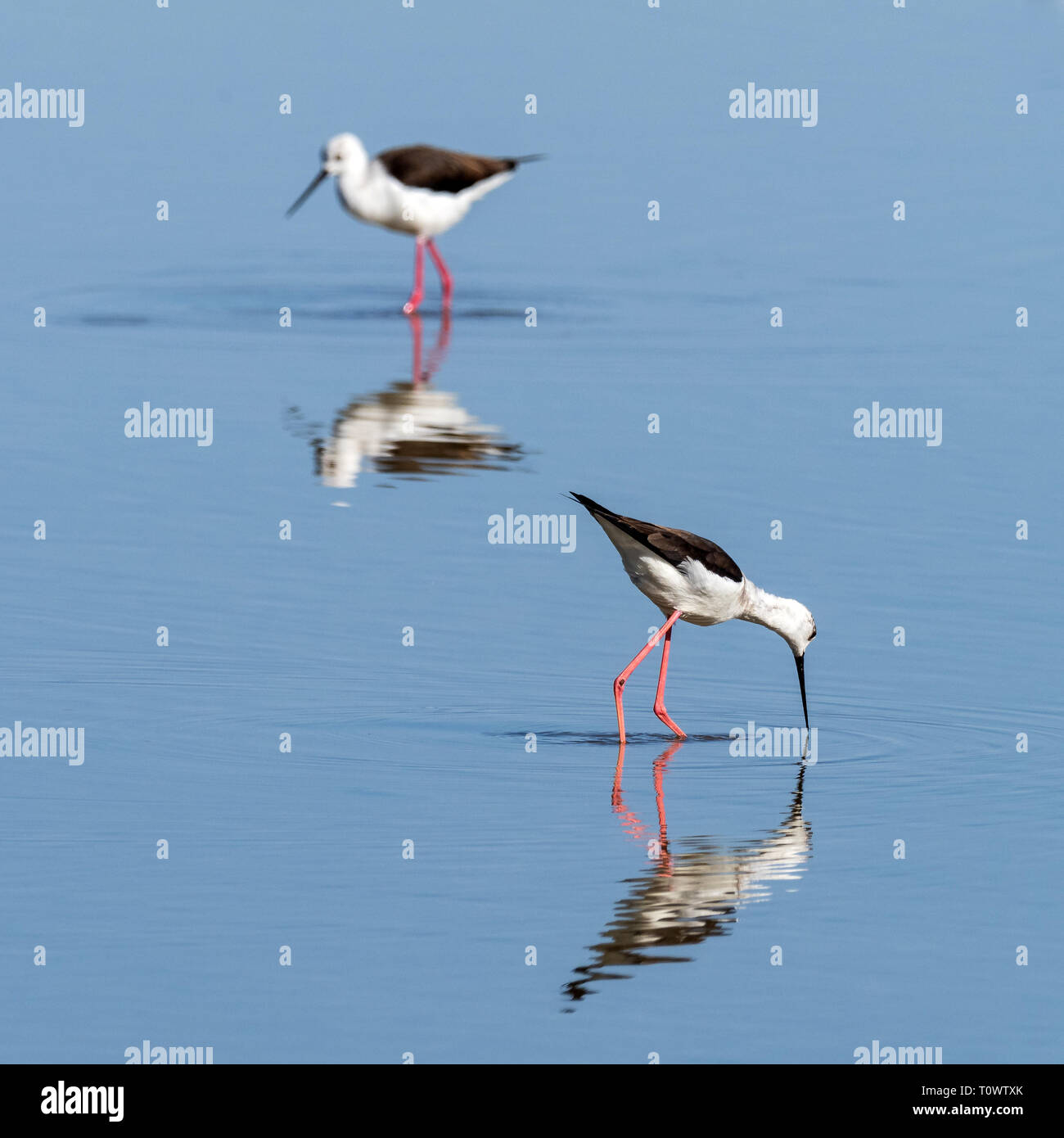 Alas negro stilt Parque Natural de S'Albufera de Mallorca Muro