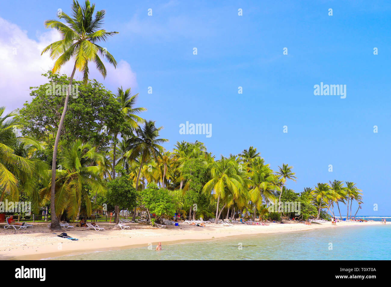Guadalupe: las palmeras en la playa 'plage de La Caravelle', playa pertenecientes al Club Med Vacation Village Foto de stock