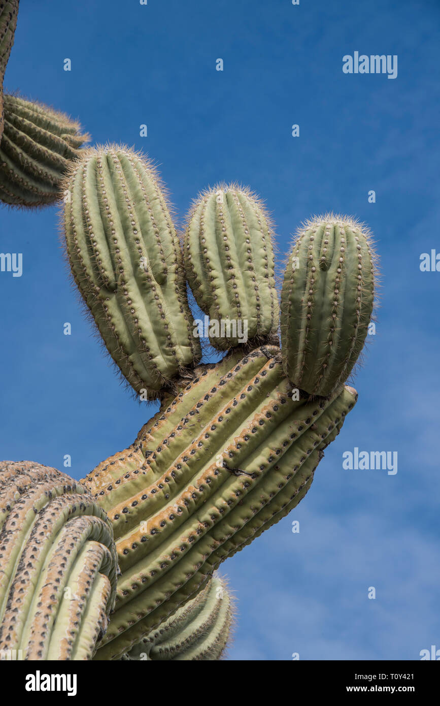 a cactus saguaro con muchos brazos Foto de stock 2163798049