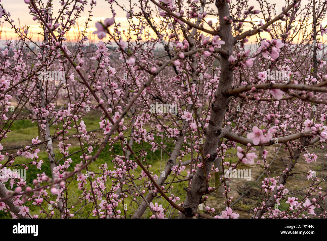 Campo con hileras de árboles de durazno.con ramas llena de delicadas flores rosas al amanecer. Ambiente tranquilo. Misterioso. , Aitona Alpicat. Foto de stock